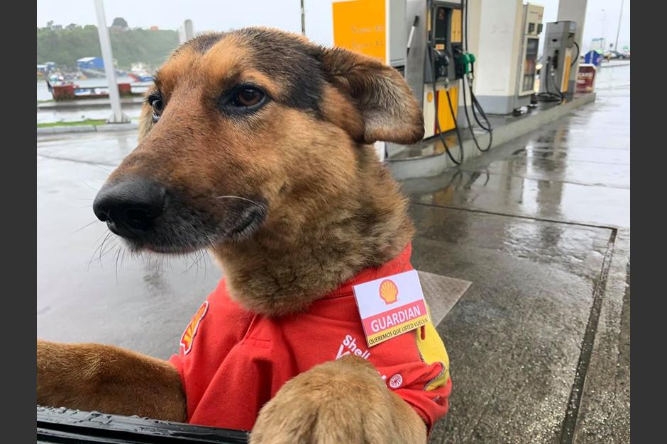 Las fotos del perro fueron compartidas en redes sociales. (Foto: Facebook/Toño Armstrong Valenzuela) 