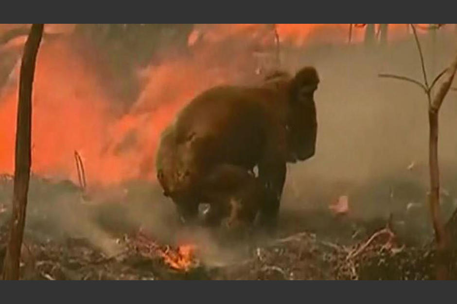 El koala rescatado bebe agua después de estar en medio de las llamas. (Foto: Captura de pantalla)