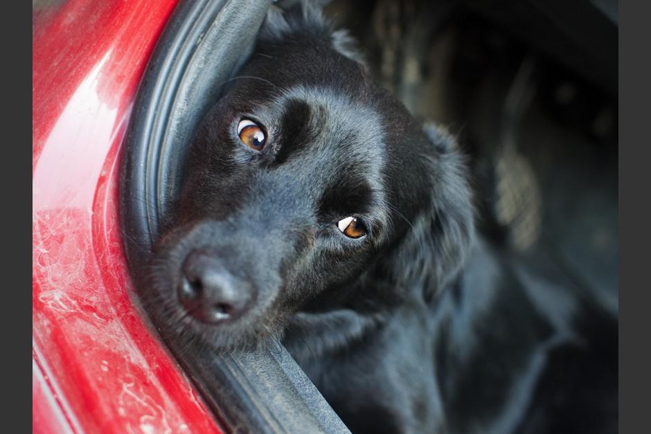 Un perro fue rescatado tras estar una hora dentro de un carro activo en reversa. (Foto: pxhere)