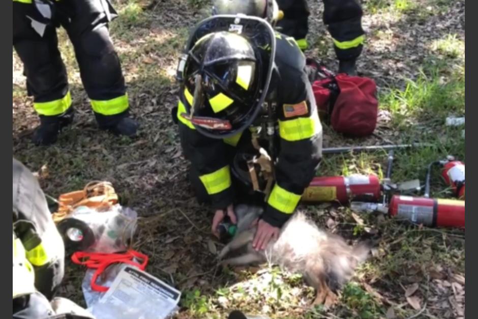 Una mujer y sus dos perros fueron rescatados de un incendio que amenazaba con consumir todo a su paso. (Foto: Captura de pantalla)
