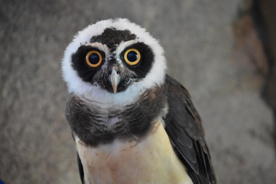 Un búho en el Aviario Nacional de Estados Unidos fue llamado Duo, en homenaje a Duolingo, de Luis Voh Ahn. (Foto: National Aviary)