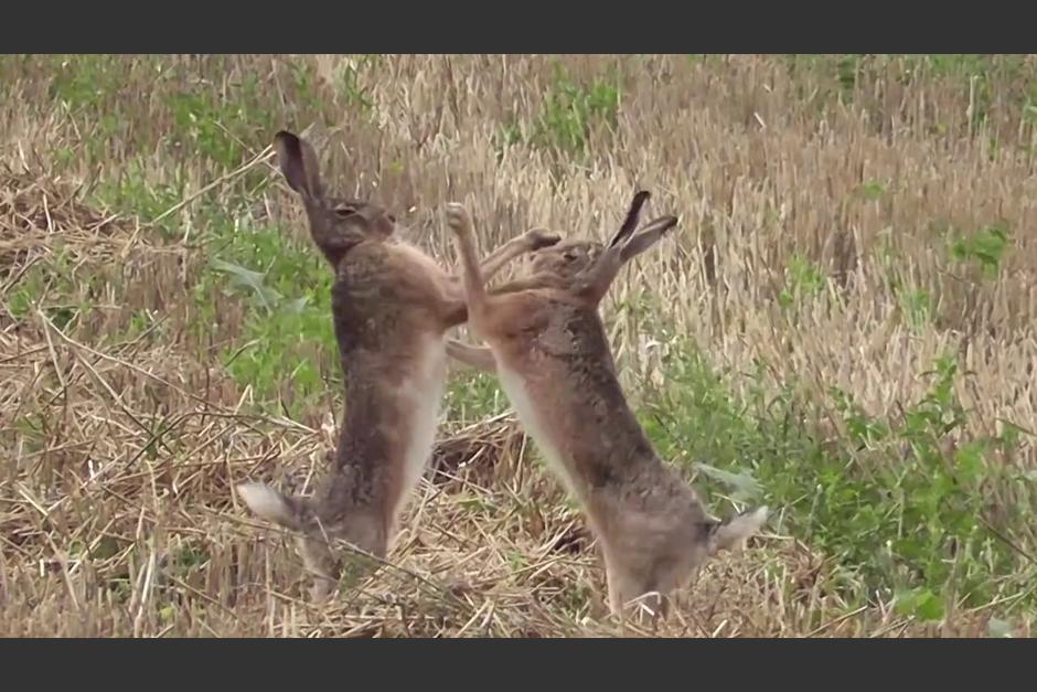 Este tipo de hechos ocurre en la época de apareamiento de estos animales silvestres. (Captura Video)