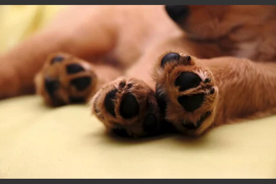 Nori el perro con rostro de humano es una de las novedades en las redes sociales. (Foto: Ilustrativa)