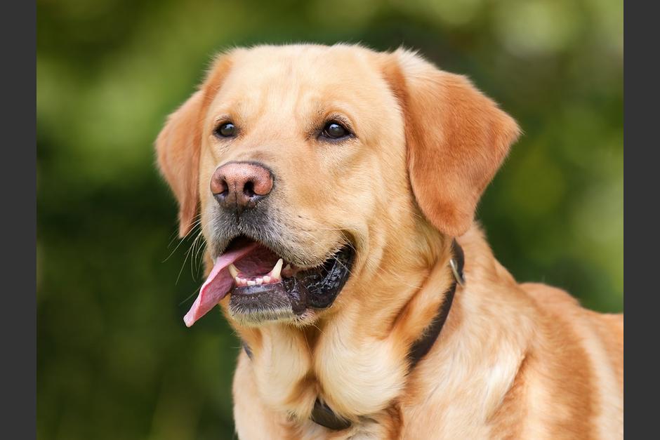 Si es la primera vez que adoptarás a una mascota, estas razas podrían ser para ti. (Foto: Pixabay)