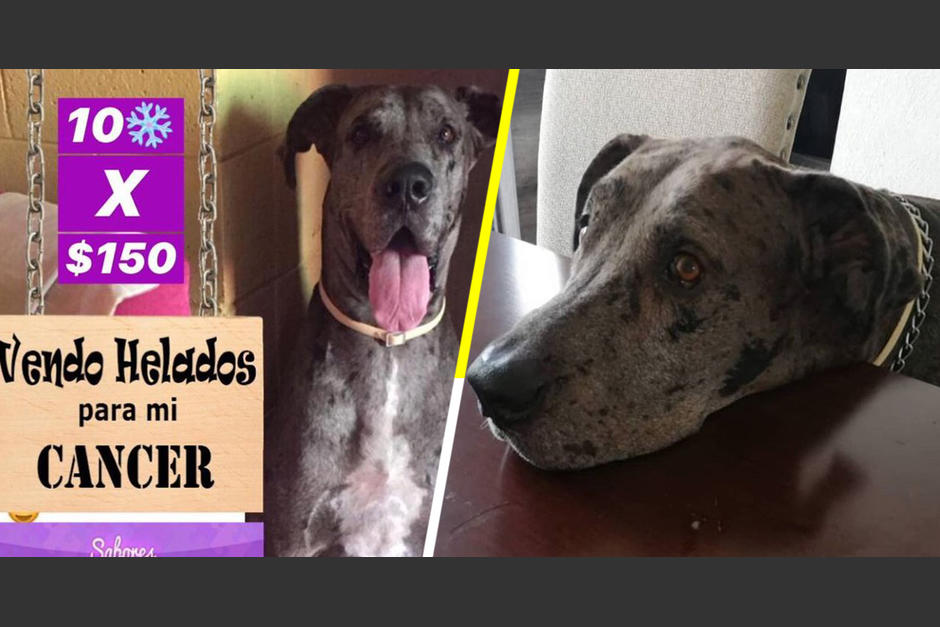 Mira por qué millones de personas se enternecen con este perrito. (Foto Twitter)