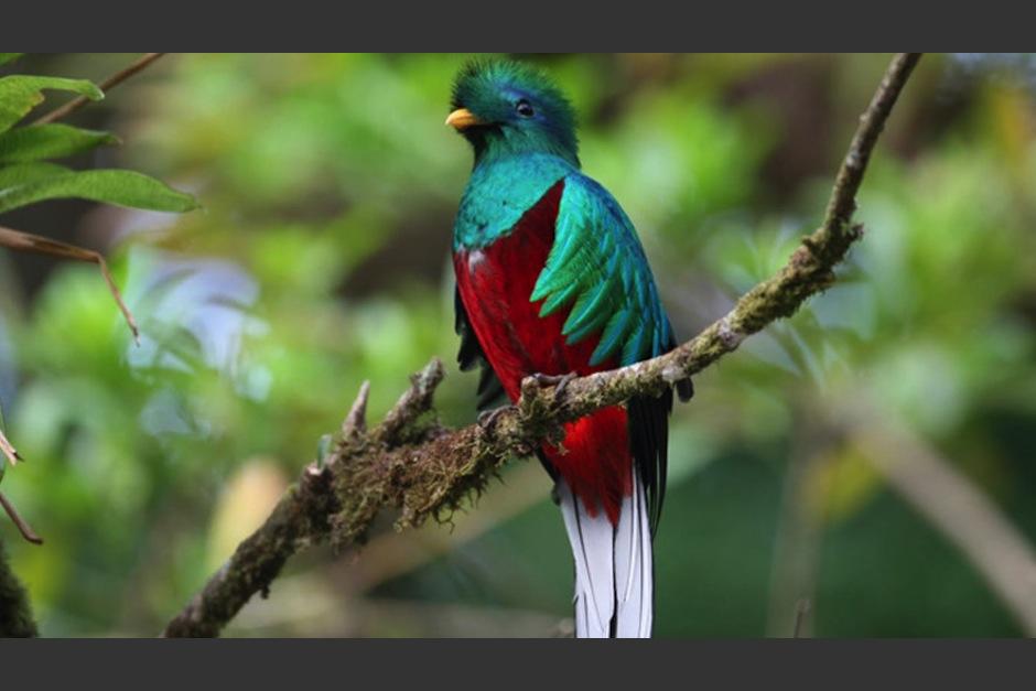 Una película dedicada al quetzal se estrena en Guatemala. (Foto: Flickr)