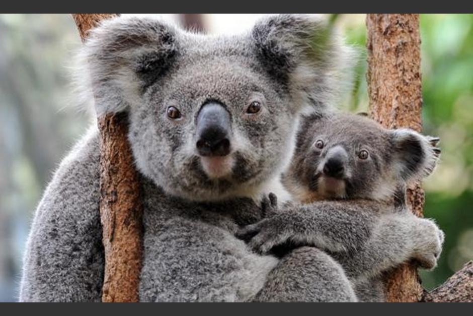 Para la mayoría, los koalas son considerados como animales sumamente dóciles y amigables. (Foto: Slate).