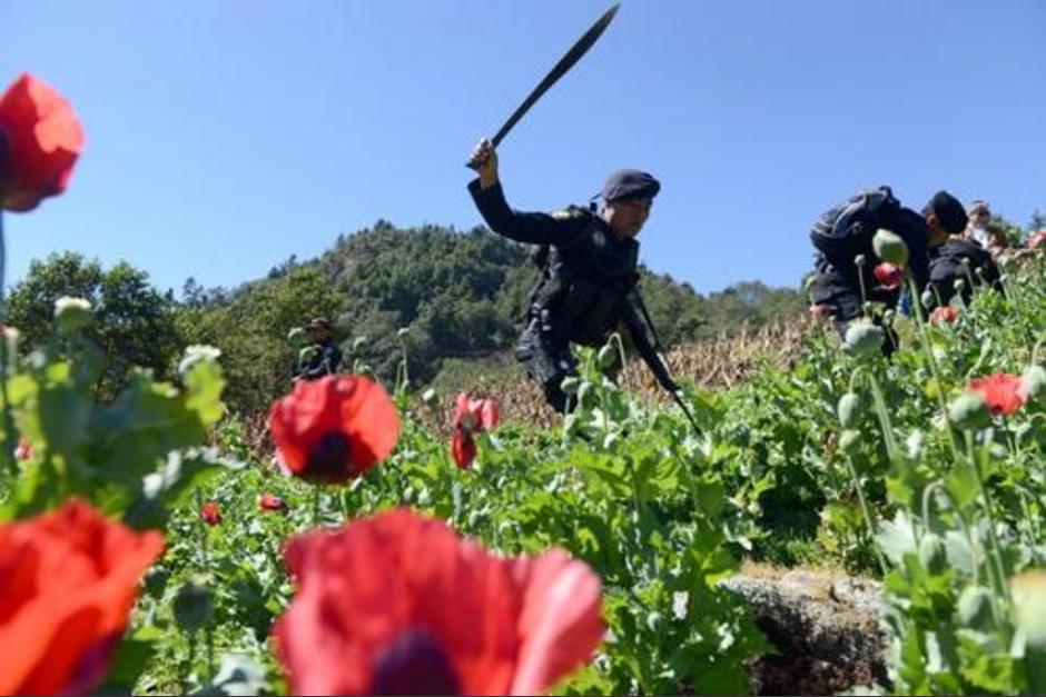 Agentes de la PNC destruyen plantaciones de amapola en San Marcos. (Foto: Archivo/Soy502)