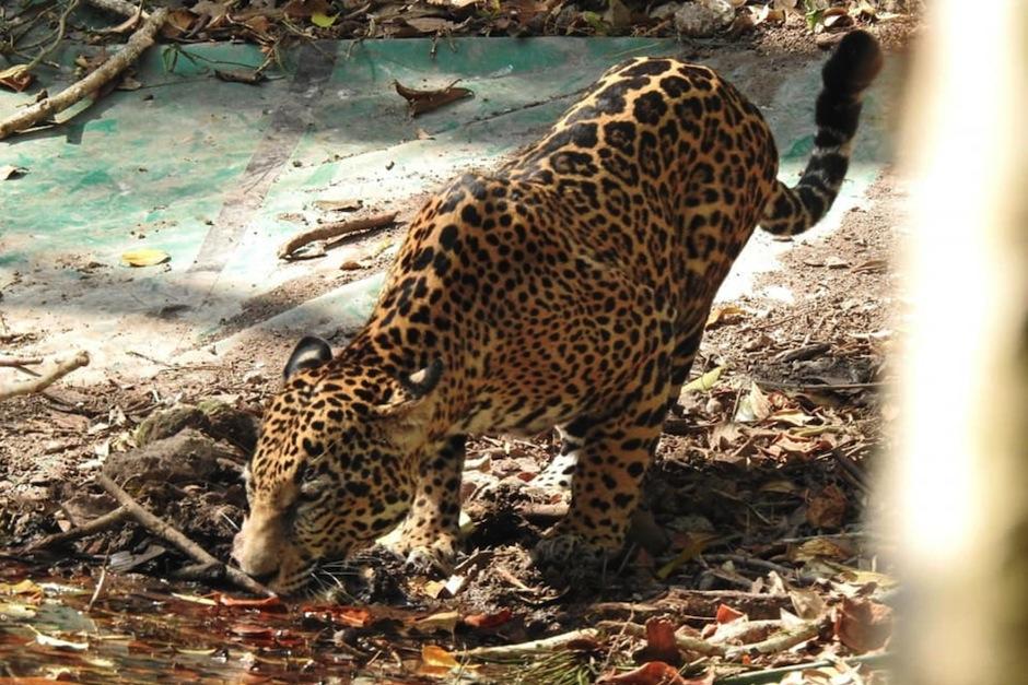 Diversas especies se han acercado a sitios turísticos en Petén. (Foto: Consejo nacional de áreas protegidas)