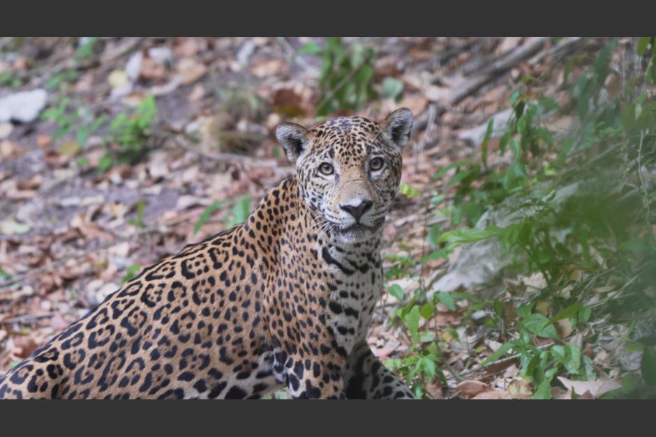El fotógrafo compartió un video en sus redes sociales. (Foto: captura video) 