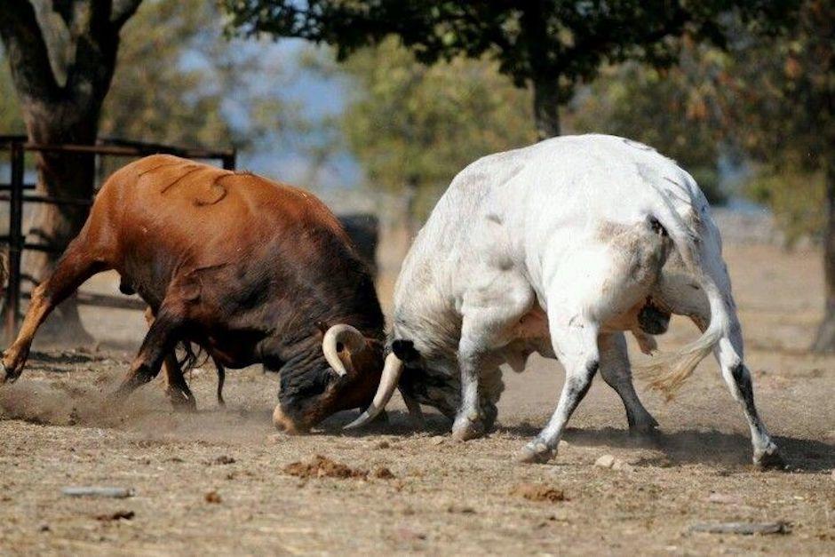 El incidente se registró en la mañana de este domingo (Foto ilustrativa: pinterest)