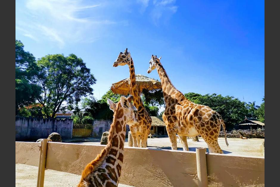 Esta reapertura funcionaría bajo protocolos definidos por las autoridades. (Foto: Parque Zoológico Nacional La Aurora)