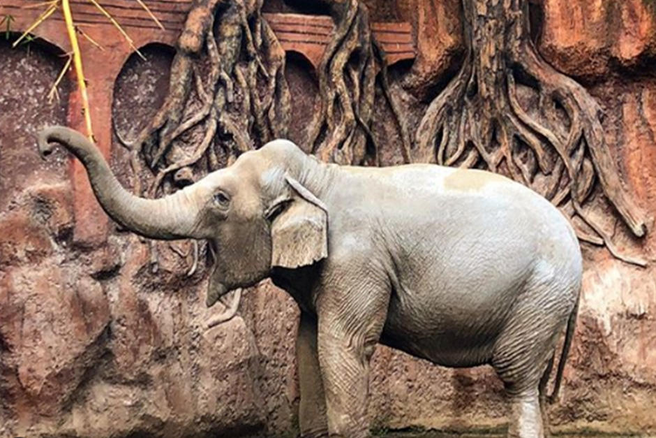 El Zoológico abrió de nuevo sus puertas al público el 25 de agosto (Fotografía: Instagram Zoológico La Aurora)