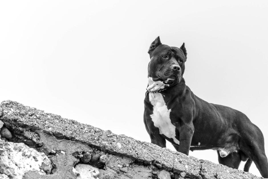 Cinco perros de raza pitbull atacaron a una mujer en un sector de Escuintla. La mujer falleció. (Imagen con fines ilustrativos. Foto: Shutterstock)