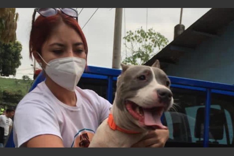 Los perros mordieron a una mujer que falleció por las heridas. (Foto: Asociación Patitas) 