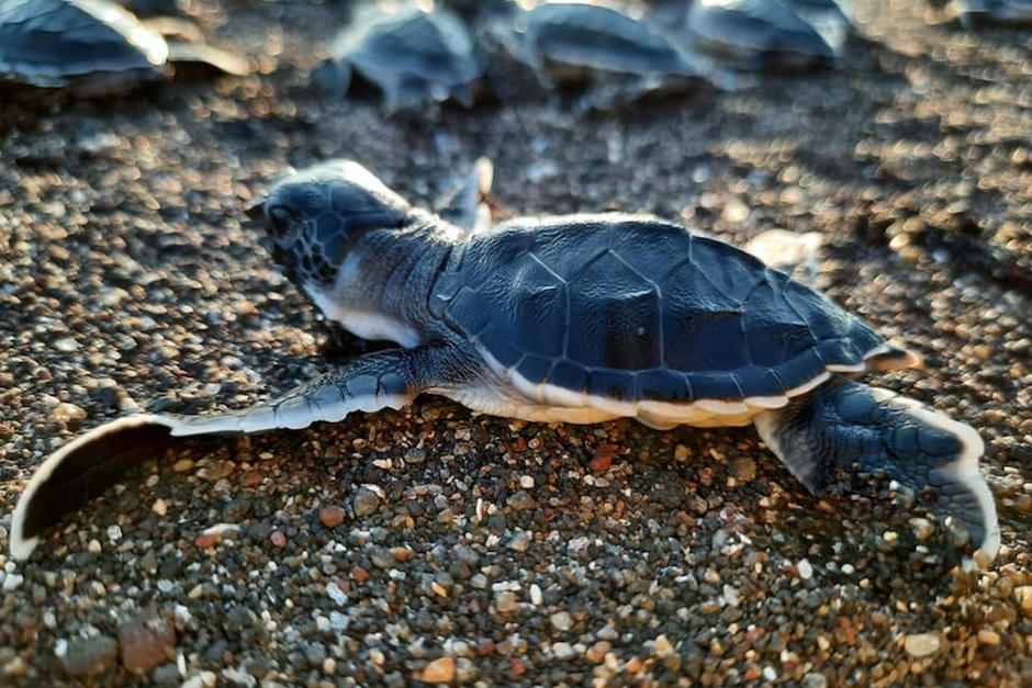 Neonatos de tortuga marina Verde, Negra o Prieta del Pacífico fueron liberadas. (Foto: Conap)