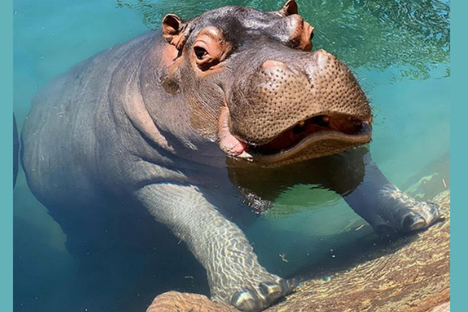 Decenas de imágenes fueron compartidas por el Zoológico durante el 2020 (Fotografía: @zoolaaurora)