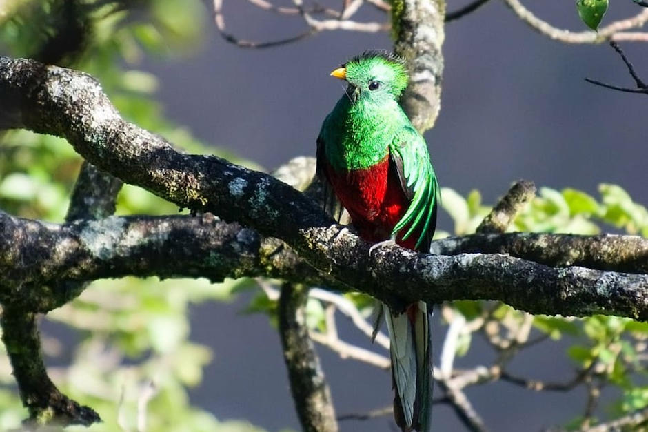 Un quetzal fue captado a la orilla de la carretera en Purulá, Baja Verapaz. (Foto ilustrativa Piqsels)