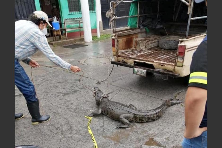 El cocodrilo "Lencho" se había escapado del Parque Nacional Las Victorias, en Alta Verapaz. (Foto: Archivo/Soy502)