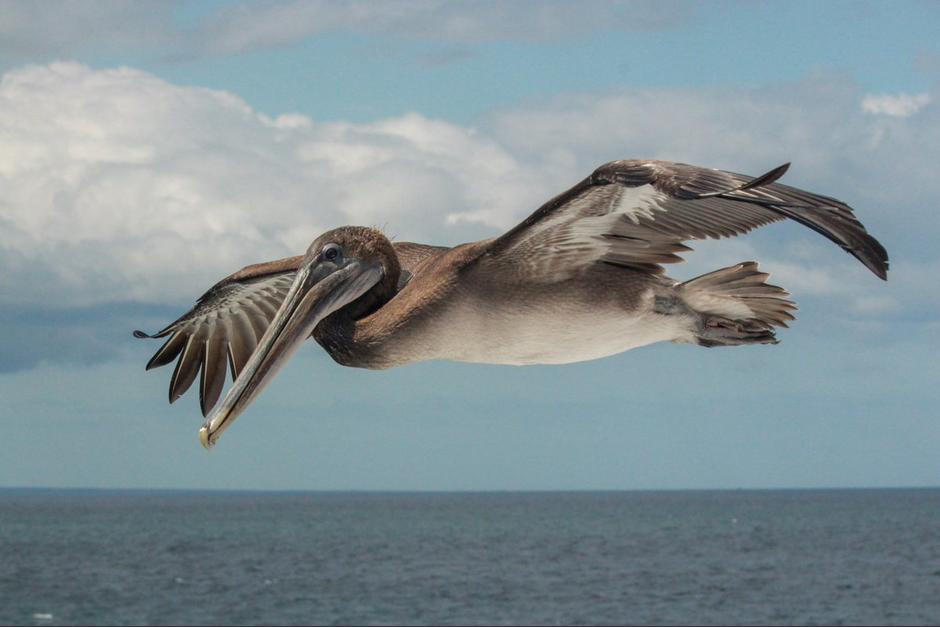 Los pelícanos recibieron un regalo por parte de los pescadores. (Foto: Archivo)