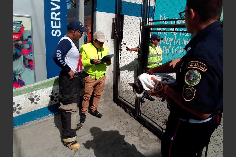 El felino fue trasladado hacia el albergue de mascotas donde será intervenido para extraerle el hierro. (Foto: Muni Mixco)