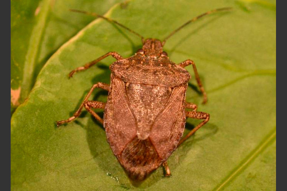 Se puede ver como el insecto se pierde con el entorno, en este caso parece ser una corteza de un árbol. (Foto: El Periódico).