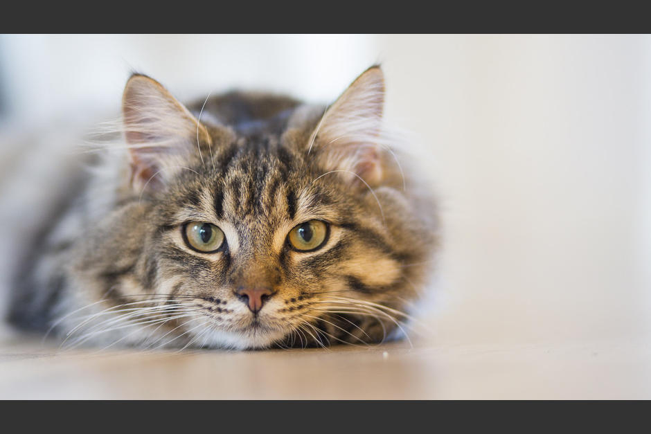 El niño es descolgado hasta una orilla, donde mete al gato dentro de una bolsa y los familiares comienzan a subirlo. (Foto: El Periódico).