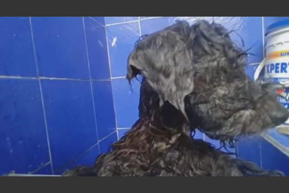 La mascota fue encontrada por un hombre que escuchó los lamentos del perro abandonado dentro de una alcantarilla. (Foto: Mirror)