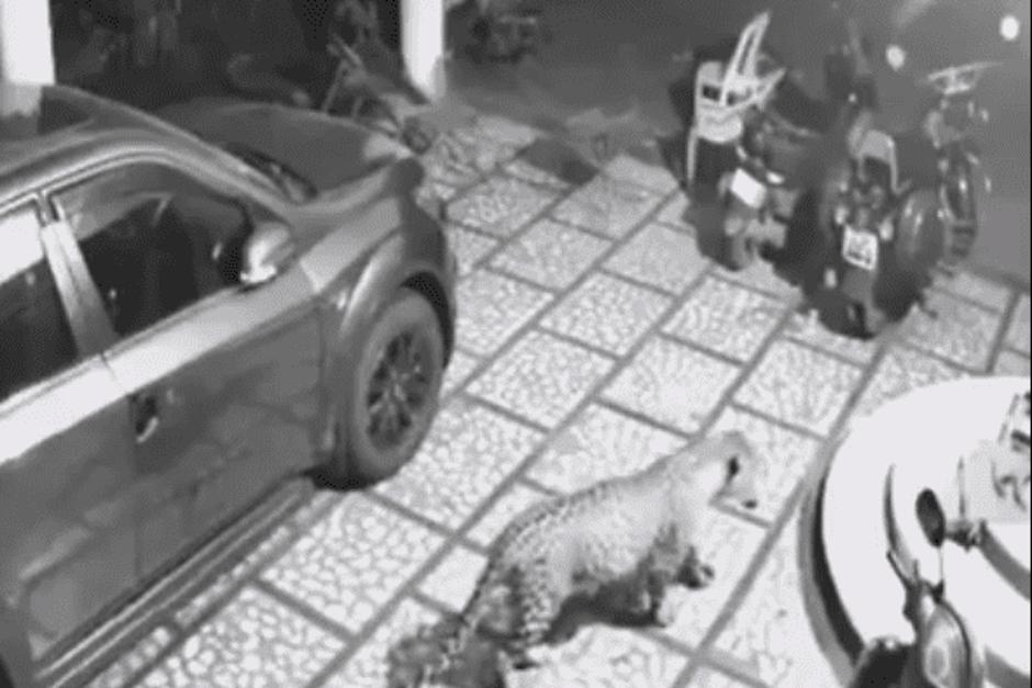 Un perro fue atacado por un jaguar dentro de una casa. (Foto: Captura de video)