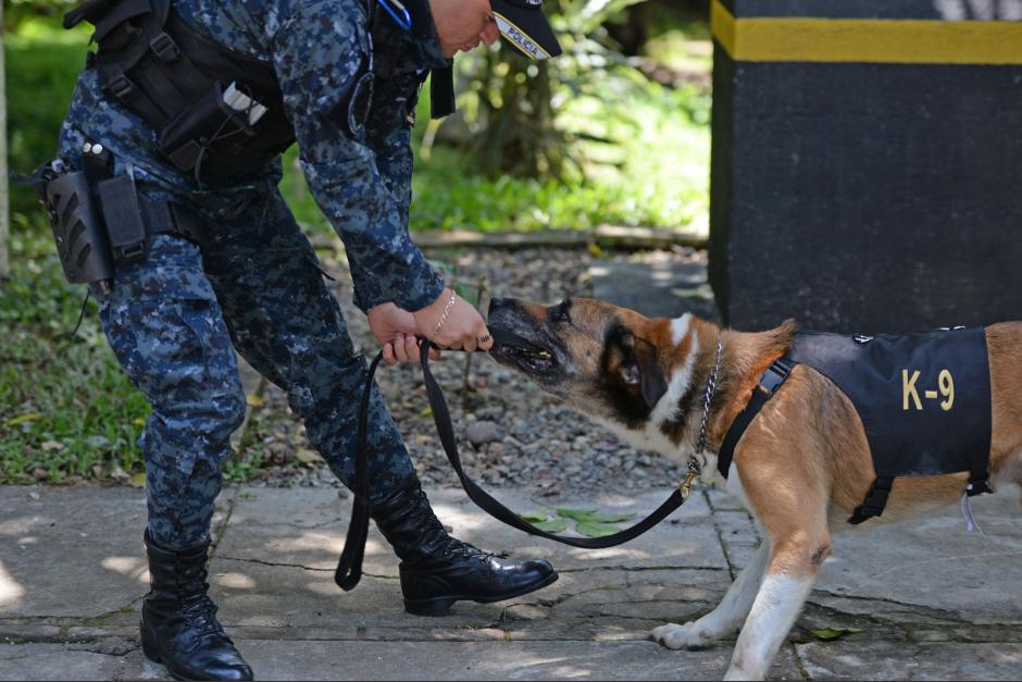 Cuatro agentes caninos K9 quedaron jubilados. (Foto: Ministerio de Gobernación) 