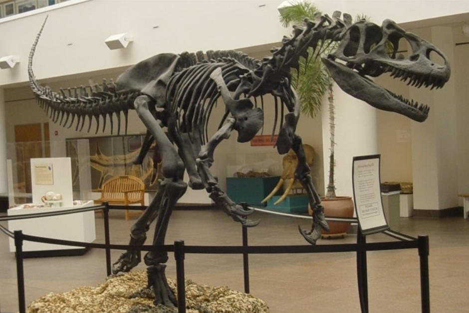 Se trata de un carnívoro brutal que reinó en el Período Jurásico. (Foto Wikipedia)