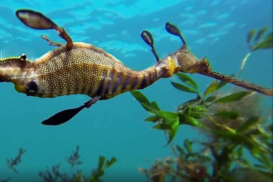 Dos especímenes de una rara especie de dragones marinos son los nuevos habitantes de un acuario en California. (Foto: Miami Diario)