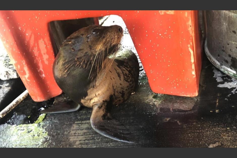 La foca llegó la tarde del miércoles a las costas del Pacífico guatemalteco. (Foto: Walter Nájera/Twitter) 