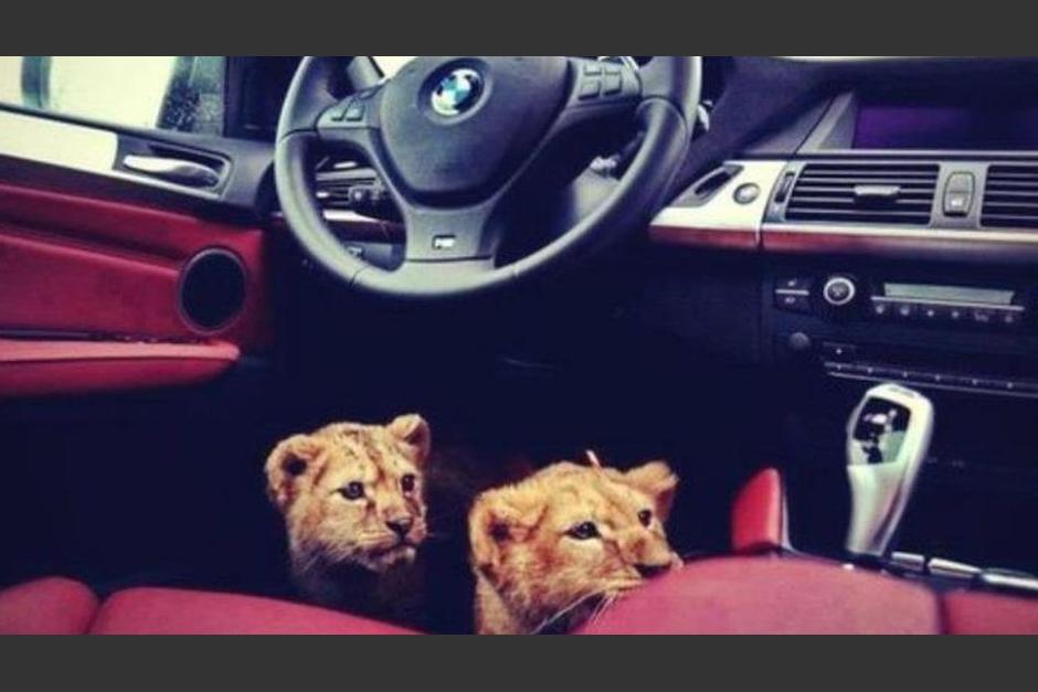 Los hijos de los narcos tienen una vida llena de lujos. (Foto: Twitter)