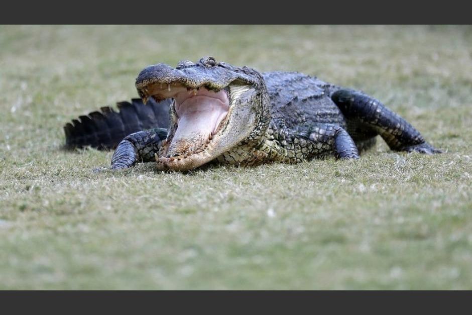El Conap pidió a las personas no consumir este tipo de carne. (Foto: Archivo/Soy502) 