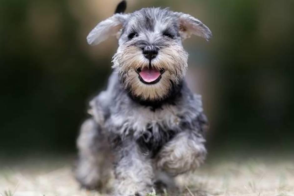 El perro se acercó molesto a la laptop de su cuidadora y estiró su pata delantera para cerrarla (Foto ilustrativa: NFNatcare)