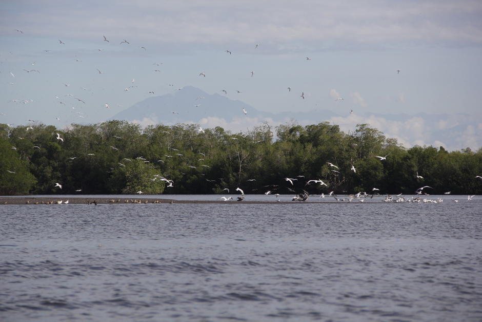El MARN asegura que varios animales han sido encontrados muertos en esta área ubicada entre Retalhuleu y San Marcos. (Foto: Archivo/Soy502)