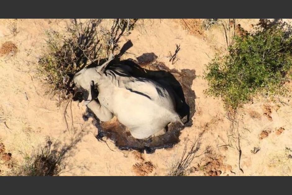 Más de 300 elefantes fueron encontrados muertos en los últimos meses. (Foto: national Park Rescuecon)