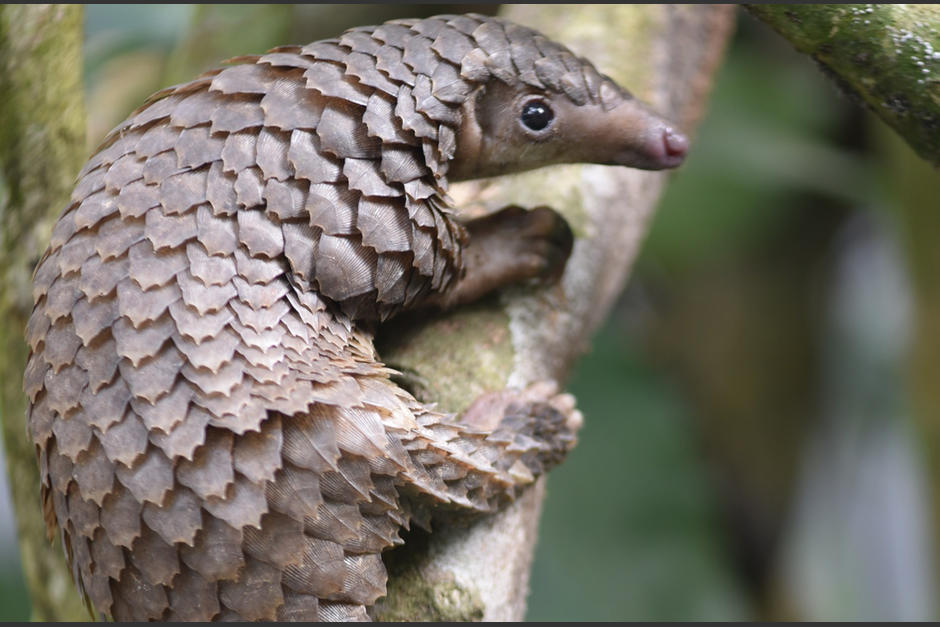 El pangolín es una especie amenazada especialmente en el continente asiático. (Foto: Born Free)