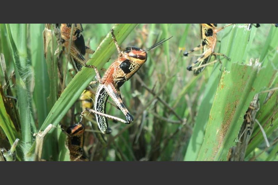 Una plaga de langostas voladoras invadió Petén y puede ser por la contaminación y la deforestación, según el Maga. (Foto: Cortesía)