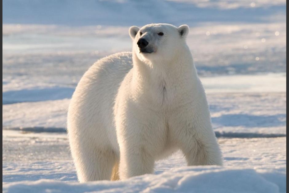 Los polares se extinguirían en 2100. (Foto: AFP)