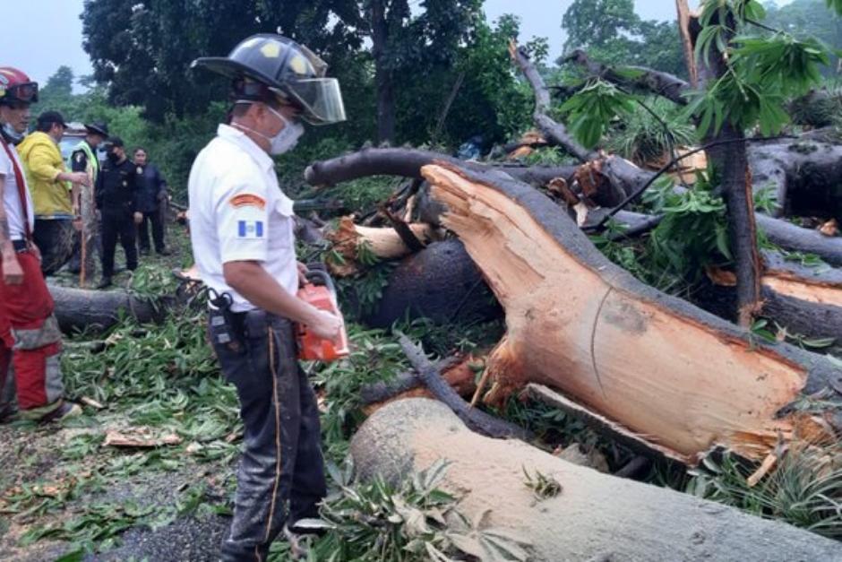 El árbol cae en la ruta CA2 kilómetro 149 en San Antonio Suchitepéquez. (Foto: Twitter Conred) 