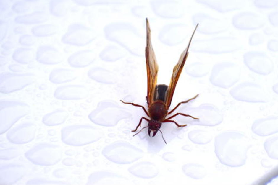 Los zompopos más famosos son los de San Martín Chimaltenango y San Juan Sacatepéquez. (Foto: Fredy Hernández/Soy502)