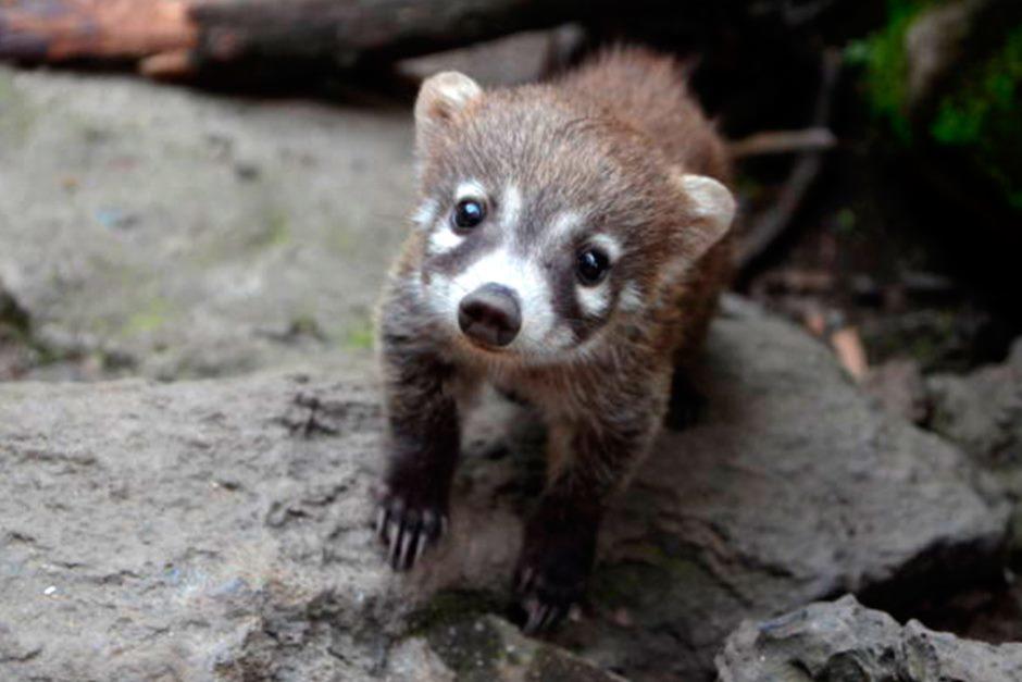 Un pizote y sus crías atraviesan la carretera en Tikal. (Foto ilustrativa: AFP) 