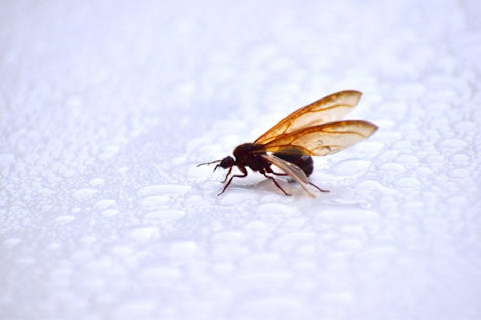 Circula en redes que los zompopos de mayo podrían ser portadores de Covid-19, expertos lo desmienten. (Foto: Archivo/Soy502)