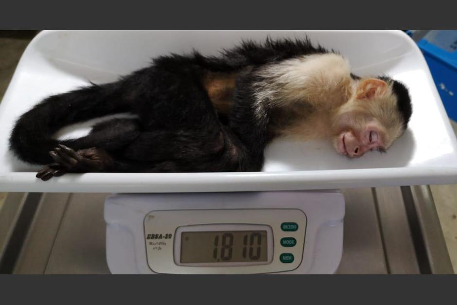 Los monos han sido evaluados por veterinarios del zoológico La Aurora, recinto que los albergará. (Foto: CONAP)