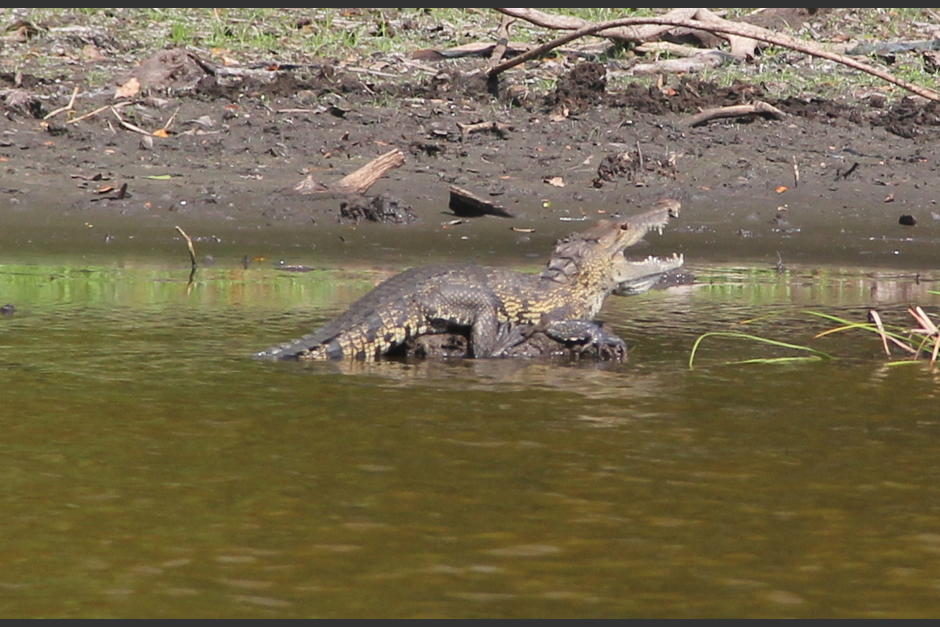 El cocodrilo se encontraba fuera de su hábitat y pobladores pidieron apoyo para atraparlo y llevarlo a una zona segura. (Foto: Fredy Hernández/Soy502)