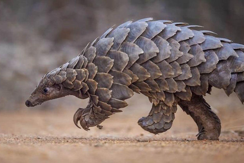 El pangolín es víctima del intenso tráfico en el continente africano (Foto: Plus)
