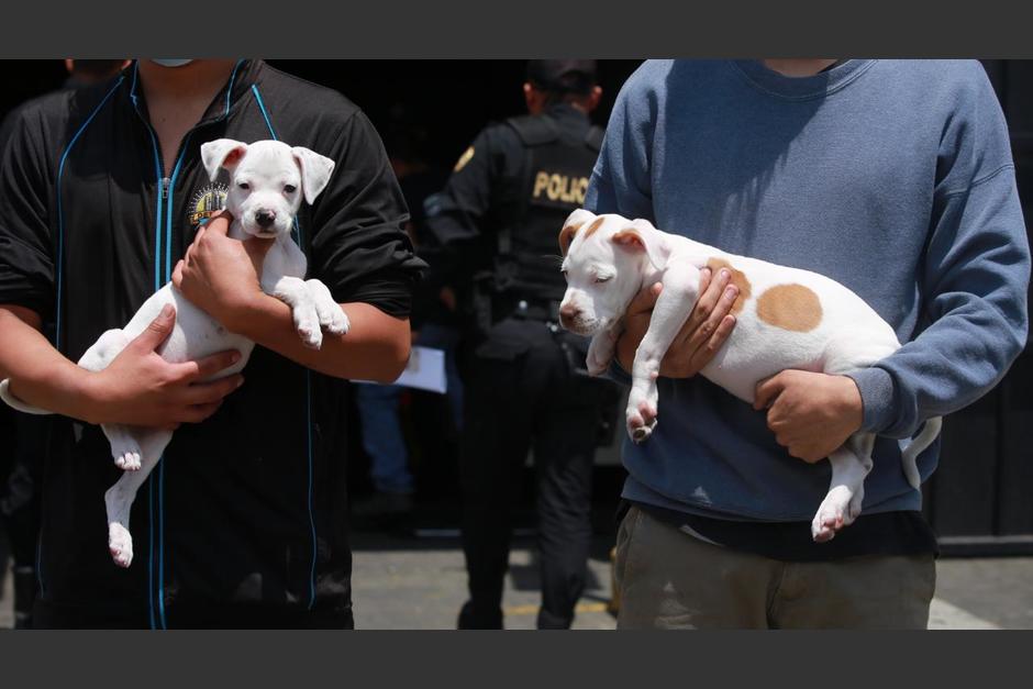 Los ladrones se llevaron hasta a los cachorros que llevaban en el vehículo. (Foto: PNC)