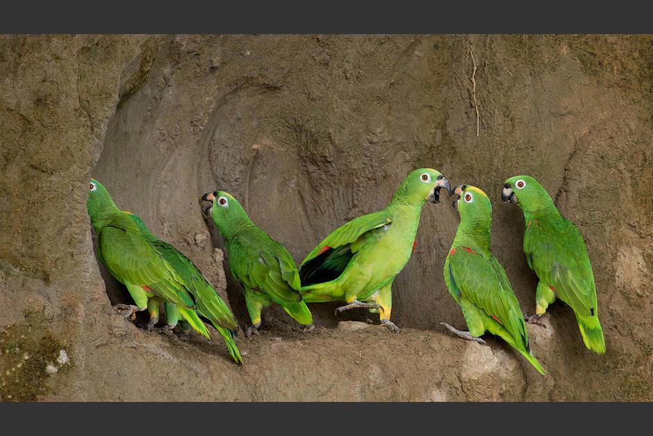 Al parecer, las aves eran transportadas en un carro y el conductor no se percató cuando cayeron sobre la carretera. (Foto: La Selva Jungle Lodge)